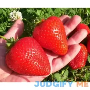 All Star Strawberry Plants Grow Giant Strawberries