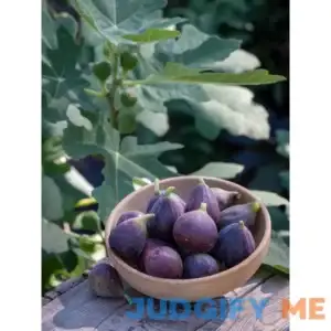 Burpee FigвЂ‹ FignomenalвЂ‹ 1 Plant