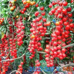 Seeds Tomato Vine Heirloom Vegetable for Planting Non GMO