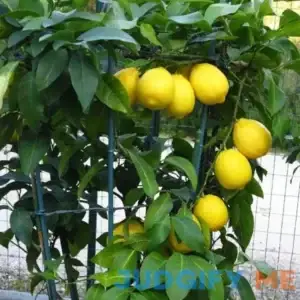 Meyer Lemon Tree for Sale | PlantologyUSA.com Small 1-3 Feet