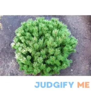 1 Gal. Dwarf Mountain Pine Mugo Shrub