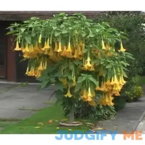 Exotic Yellow Trumpetbush Seeds - 20+ Seeds to Grow - Rare and Exotic Trumpet Bush Seeds