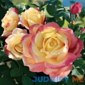 Bellaroma Hybrid Tea Rose