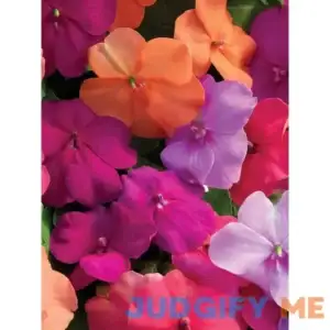 Burpee Impatiens Candy Box