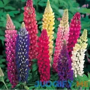 Seed Kingdom Lupine Russell Strain Mixture Nice Garden Flower Seeds