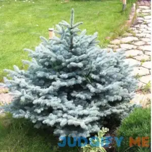 1 Gal. Baby Blue Spruce Shrub With Silvery Turquoise Evergreen Needles