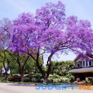 QAUZUY GARDEN Blue Purple Jacaranda 30 Seeds Black Poui Jacaranda Mimosifolia Tree Seeds Heirloom Drought Tolerant Striking Landscape Shrub