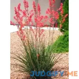 Red Yucca Seed HESPERALOE PARVIFLORA RUBRA 30 Seeds