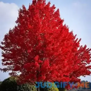 Red Maple Tree Buy 1 Get 1 Free