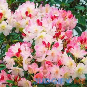 Spring Hill Nurseries Percy Wiseman Rhododendrdron Bare Root Starter Stater Flowering Shrub 83614