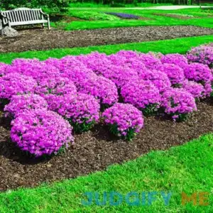 Forever Pink Phlox 1 Per Package Purple Phlox paniculata 'Forever Pink' PPAF
