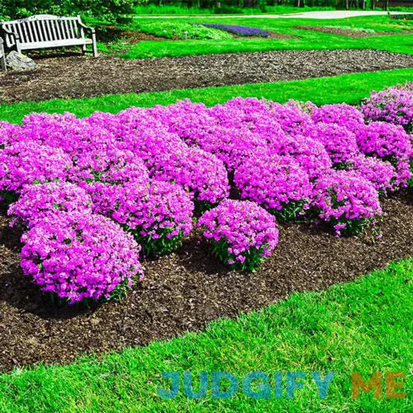Forever Pink Phlox 1 Per Package Purple Phlox paniculata 'Forever Pink' PPAF Forever Pink Phlox 1 Per Package Purple Phlox paniculata 'Forever Pink' PPAF
