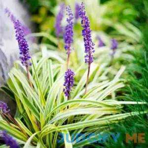 National Plant Network 4 in. Variegated Liriope Flowering Shrub with Purple Blooms