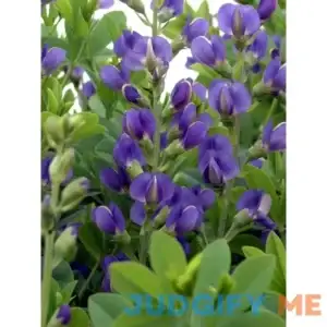 Baptisia australis Perennial blue flowers