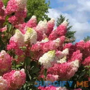 QAUZUY GARDEN 80 Vanilla Strawberry Hydrangea Seeds (Hortensia) - Fast-Growing Perennial Flowering Shrub - Attractive Showy Accent Privacy Screen -