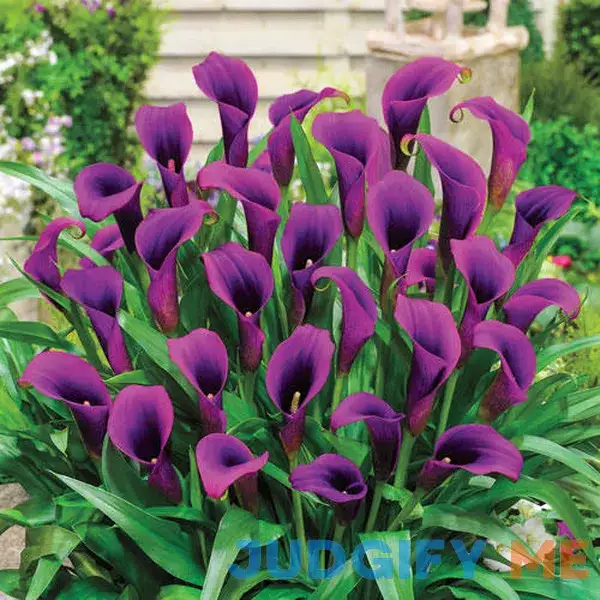 Free-Flowering Hybrid Calla Lily Purple Sensation Bag of 5 Wholesale Free-Flowering Hybrid Calla Lily Purple Sensation Bag of 5 Wholesale