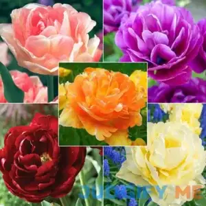 Wow! Peony-Flowering Tulip Collection 30 Per Package Mixed Collection of various Tulipa double