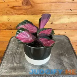 The Plant Farm Calathea Roseopicta Rosy