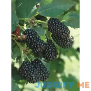 Burpee Blackberry Prime-Ark Freedom 1 Plant