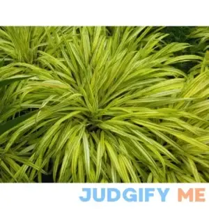 1 Gal. All Gold Japanese Forest Grass