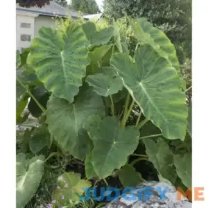 Member's Mark Mammoth Elephant Ear Bulbs