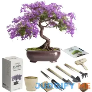 Bonsai Starter Kit вЂ“ 1x Bonsai Tree Complete Indoor Starter Kit for Growing Bonsai Plants with Tools & Planters вЂ“ Gardening Gifts for Women & Men
