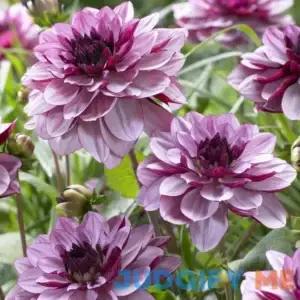 Van Zyverden Dahlia Crme De Cassis Dormant Bulb Full Sun