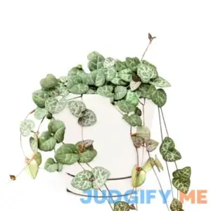 Succulents Box Rare String Of Hearts Plant Ceropegia Woodii Trailing Succulent