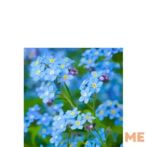 Forget Me Not Flowers