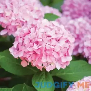 Garden State Bulb Hydrangea Pink Beauty