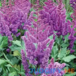 Van Zyverden Astilbe Sonny Boy Bare Plant Root Full Shade