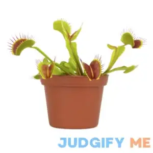 Altman Plants 3.5 inch Venus Fly Trap Live Plant with Grower Pot