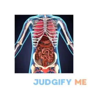 Laminated Human Body Organs Skeletal System 3D Illustration Educational Chart Poster Dry Erase Sign 24x36