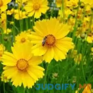 Outsidepride Lance-leaved Coreopsis Seed