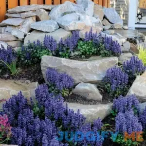 Spring Hill Nurseries Chocolate Chip Ajuga Dormant Bare Root Starter Perennial Groundcover Plant