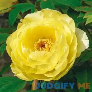 High Noon Tree Peony 1 Per Package Yellow Paeonia suffruticosa 'High Noon