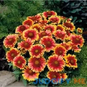 Arizona Sun Gaillardia
