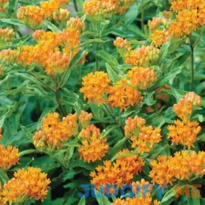 Van Zyverden Asclepia Tuberosa Dormant Root Perennial Bulb Full Sun