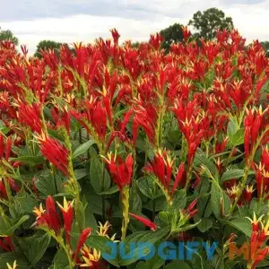 Little Redhead Indian Pink