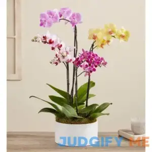 1-800-Flowers Mother's Day Gifts Colorful Orchid Garden Colorful Orchid Garden