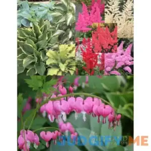 Perennial Shade Value Collection | Holland Bulb Farms