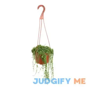 Succulent Plants String of Pearls (Senecio Rowleyanus) Hanging Pearls Plant | Hanging Pearls Plant Large