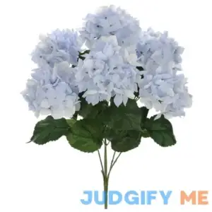 Hydrangea Bush by Ashland