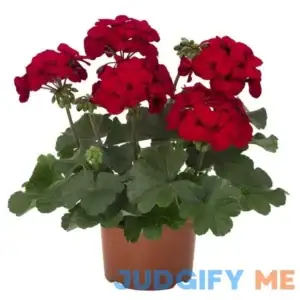 ATVADA Geranium Seeds 50Pcs for Planting Red Scented Ivy Leaf Perennial Flower Hardy Martha Washington Indoor Maverick