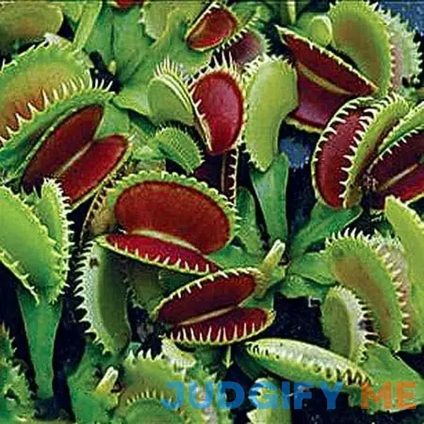 Dente Venus Fly Trap Carnivorous Plant Dente Venus Fly Trap Carnivorous Plant