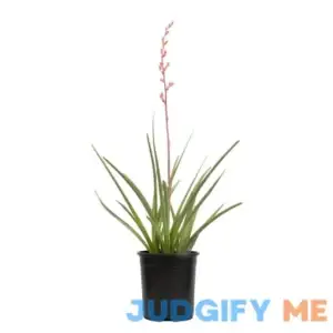 Altman Plants 1 Gal. Hesperaloe Parviflora Red Yucca Color Plant