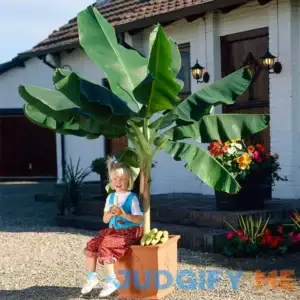 Dwarf Cavendish Banana Tree