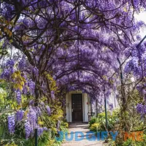 Evergreen Wisteria Vine | Elegant Purple Vine 5 gallon | 5 gallon