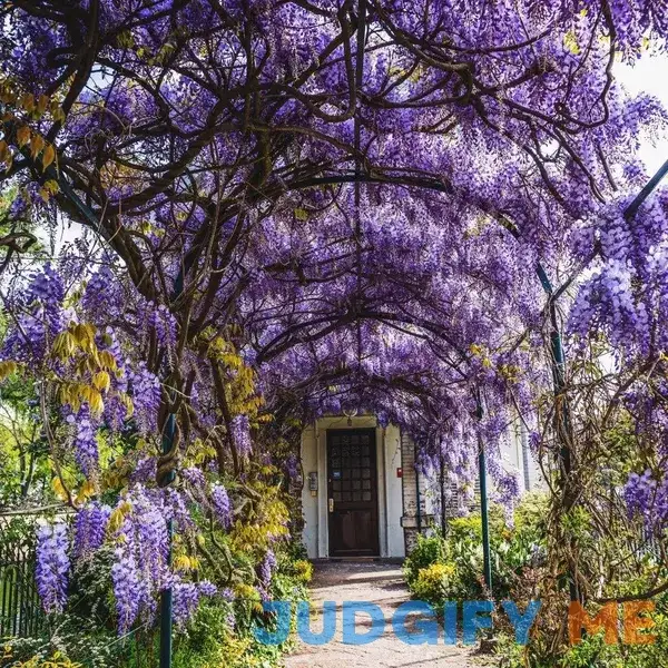 Evergreen Wisteria Vine | Elegant Purple Vine 5 gallon | 5 gallon Evergreen Wisteria Vine | Elegant Purple Vine 5 gallon | 5 gallon