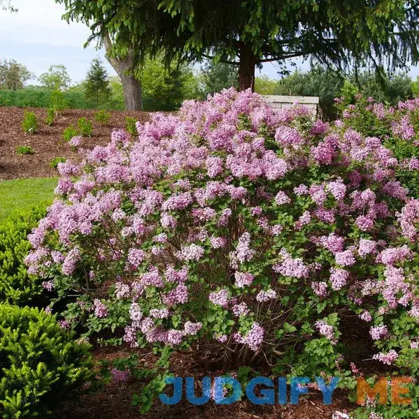 Proven Winners Bloomerang Purpink Reblooming Lilac Live Shrub Proven Winners Bloomerang Purpink Reblooming Lilac Live Shrub
